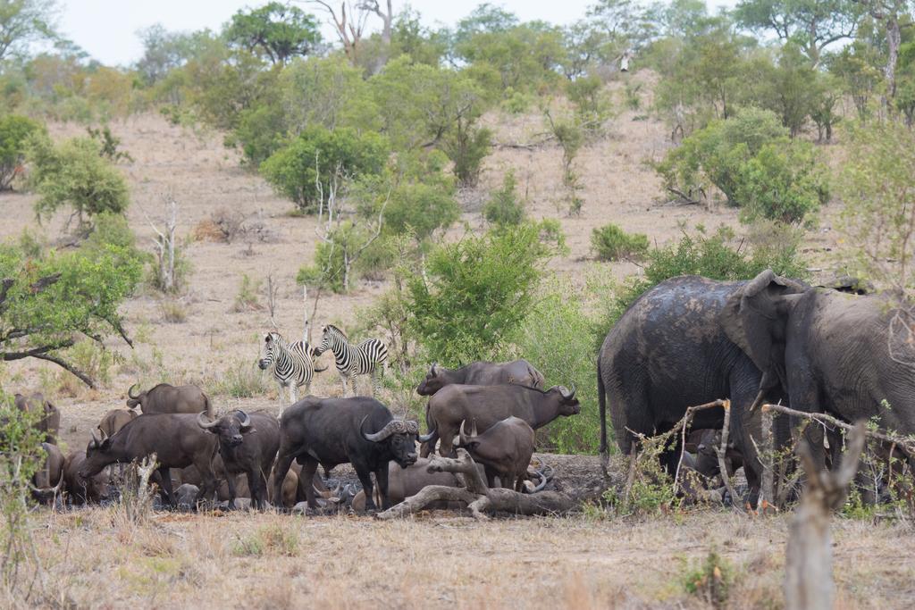 Buffelshoek Tented Camp Wildreservat Manyeleti Exterior foto